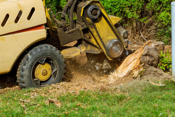 Best Tree Pruning Services  in Basking Ridge, NJ